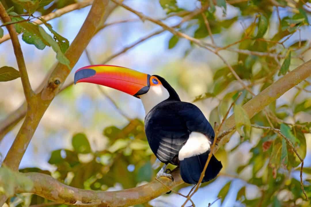 Brazilian National Animal (It Is Not The Jaguar) | Tripster Panda