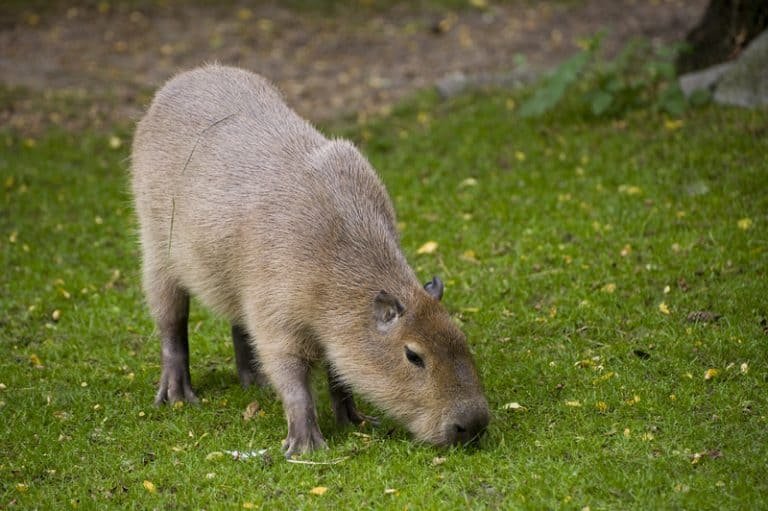 Capybara: All You Need to Know About the Chillest Animal on Earth ...