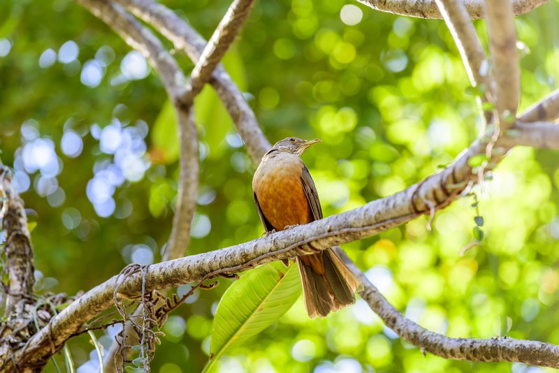 A Guide To Birdwatching In Brazil