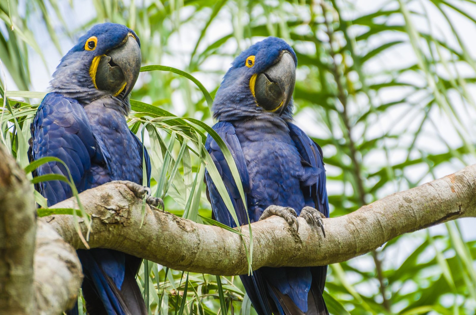 The Magnificent Birds Of Brazil And Where You Can Find Them | Tripster ...