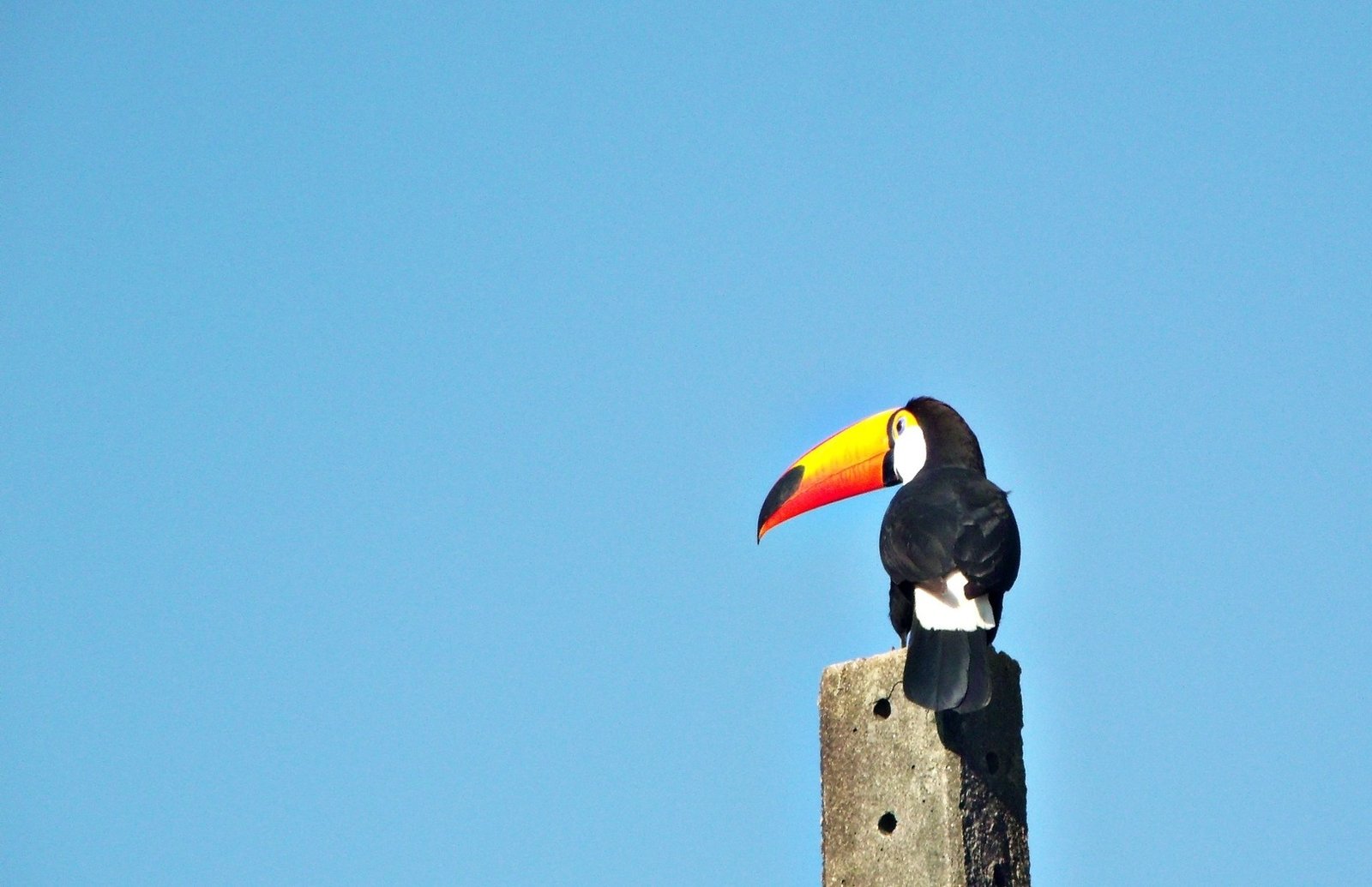 The Magnificent Birds Of Brazil And Where You Can Find Them